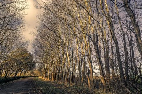 Nature path in a dark forest in the fall Stock Photos