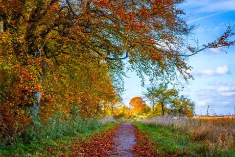 Nature path in the fall Stock Photos