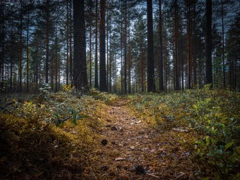 Nature path in the forest Stock Photos