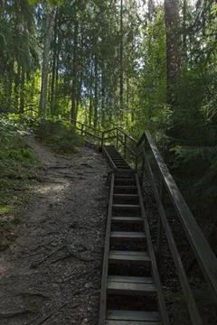 Nature path in forest. Stock Photos
