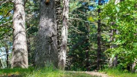 Nature Path on a Hill Stock Photos