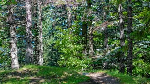 Nature Path on a Hill Stock Photos