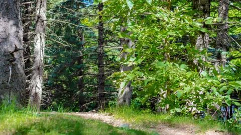 Nature Path on a Hill Stock Photos