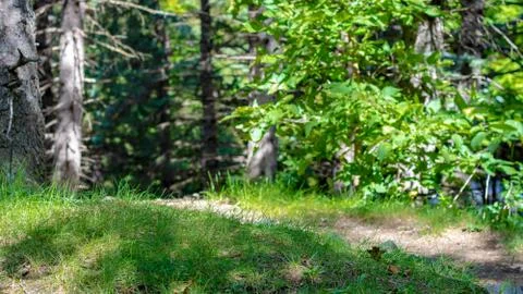 Nature Path on a Hill Stock Photos