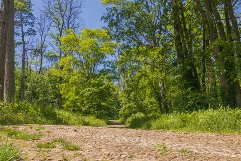 Nature path leads through green trees on a sunny day in the park with a cle.. Stockfoto's