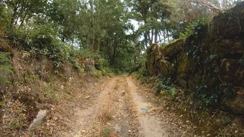 NATURE PATH MOUNTAIN TREE Stock Footage 93552916
