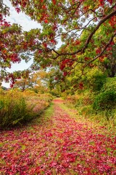 Nature path Stock Photos