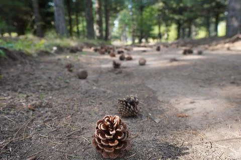 A nature path in pine trees with conifers in the trees Stock Photos