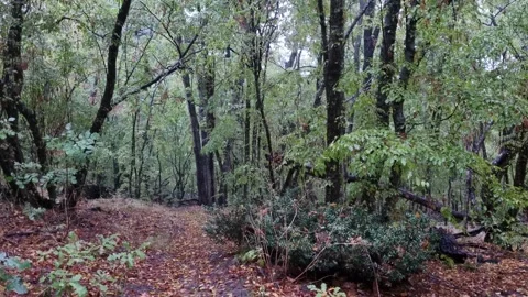 Nature Path in the Rain Stock Footage 318948743