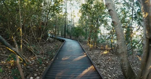 Nature Path V1-0001 Stock Footage 246291021