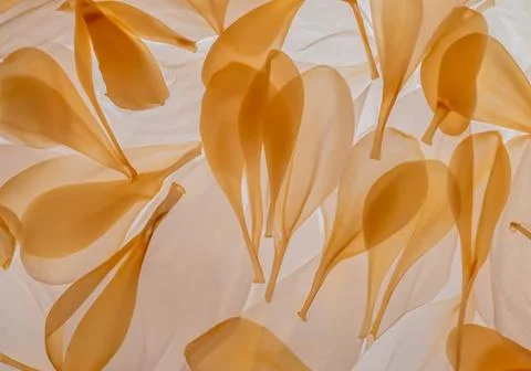 Nature pattern of dry petals Stock Photos