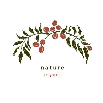 Nature pattern. Pecan tree. Bio green illustration Stock Illustration