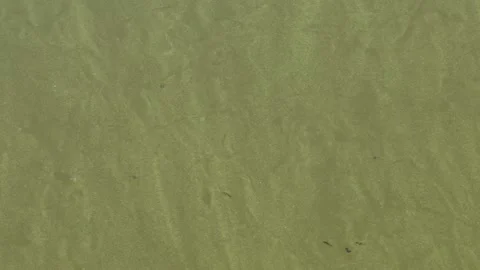 Nature pattern: Tiny amphipods feed on flowing algae bloom in water Stock Footage 317990309