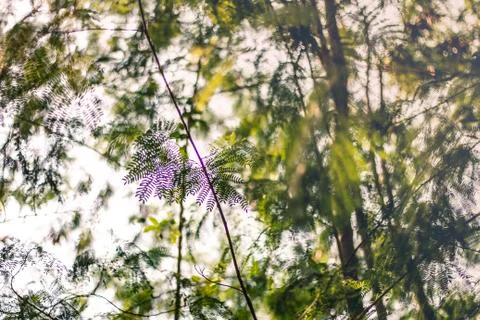 Nature patterns. Stock Photos
