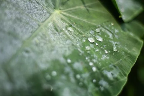 Nature patterns. 스톡 사진