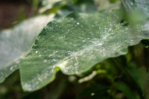 Nature patterns. Stock Photos