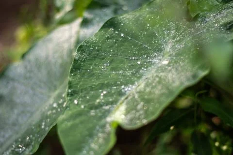 Nature patterns. Stock Photos