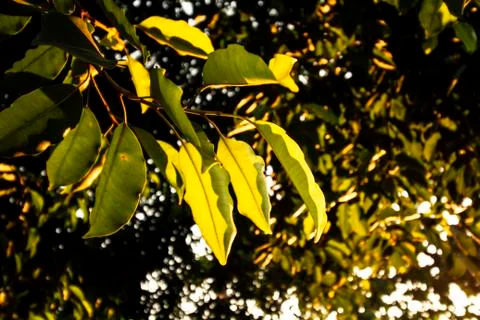 Nature patterns. Stock Photos