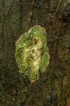 Nature patterns on the tree trunk Stock Photos