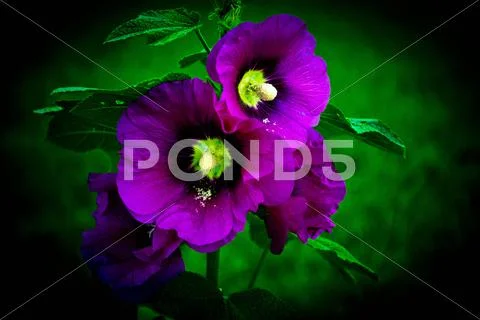 Nature Stock Photos
