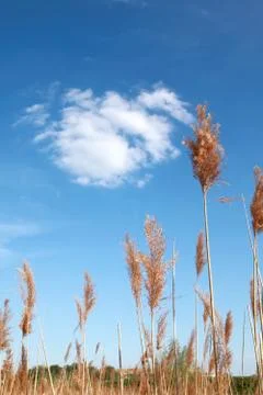 Nature 写真素材