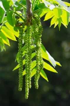 Nature Foto stock