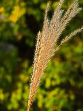 Nature Stock Photos