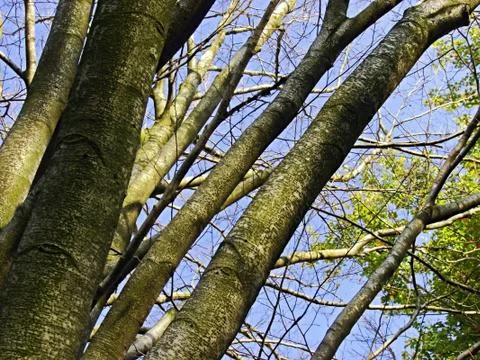 Nature Stock Photos