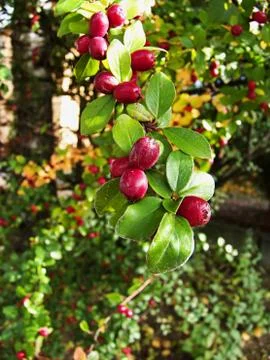 Nature Stock Photos