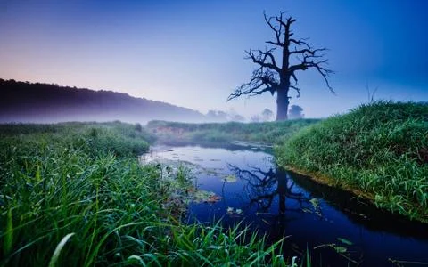Nature Stock Photos