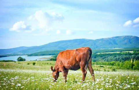 Nature Stock Photos