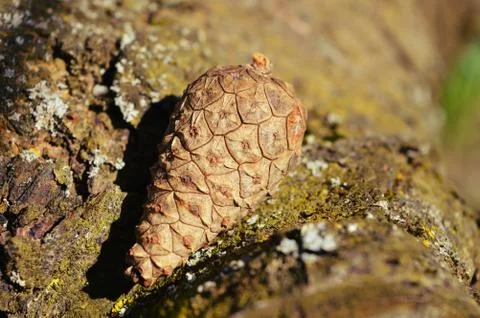 Nature Foto stock