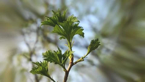 Nature Stock Photos