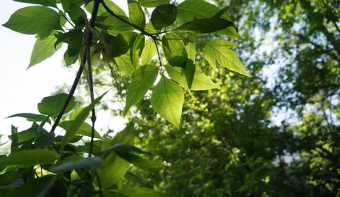 Nature Stock Photos