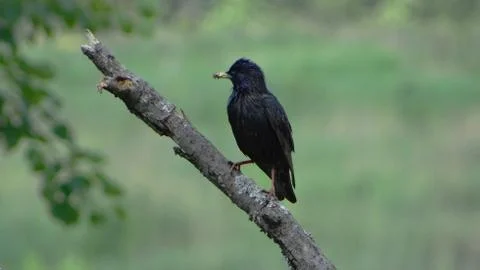 Nature Foto stock