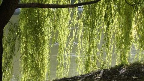 Nature Stock Photos
