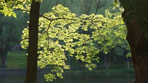 Nature Foto stock