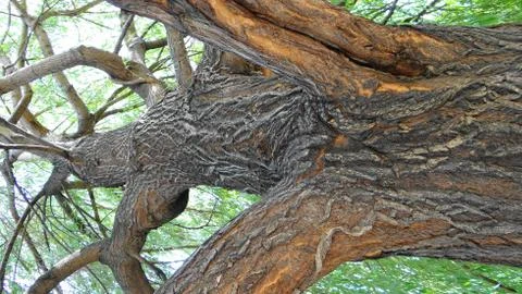 Nature Stock Photos