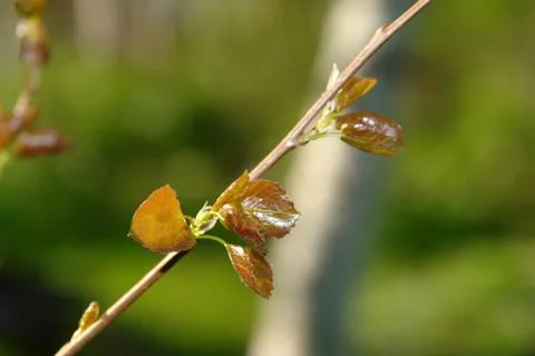 Nature Stock Photos