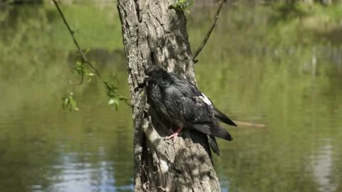 Nature Stock Photos