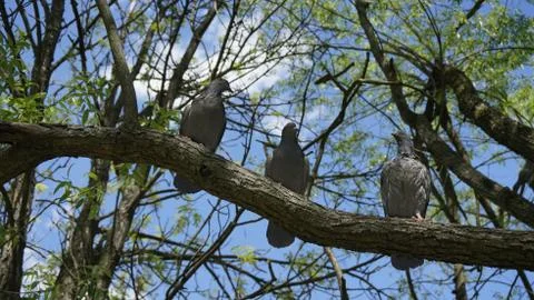 Nature Stock Photos