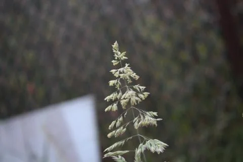 Nature Stock Photos