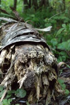 Nature 스톡 사진