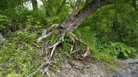 Nature Stock Photos