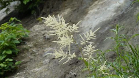 Nature Foto stock