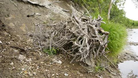 Nature Stock Photos