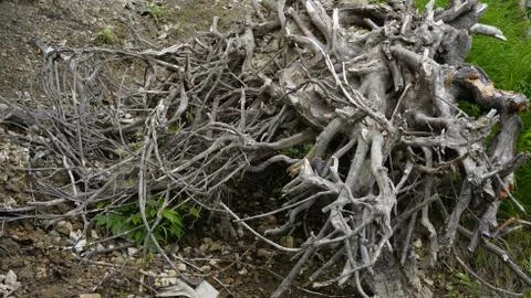 Nature Stock Photos