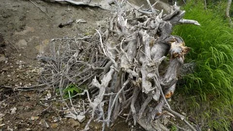 Nature Stock Photos