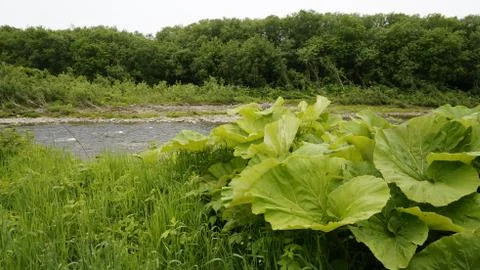 Nature Stock Photos