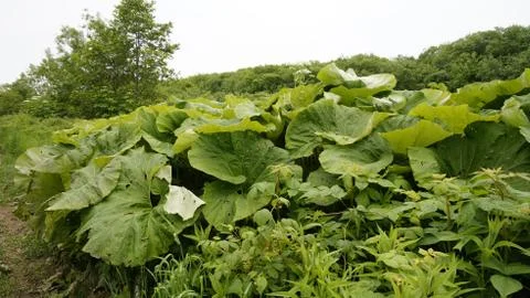 Nature Stock Photos
